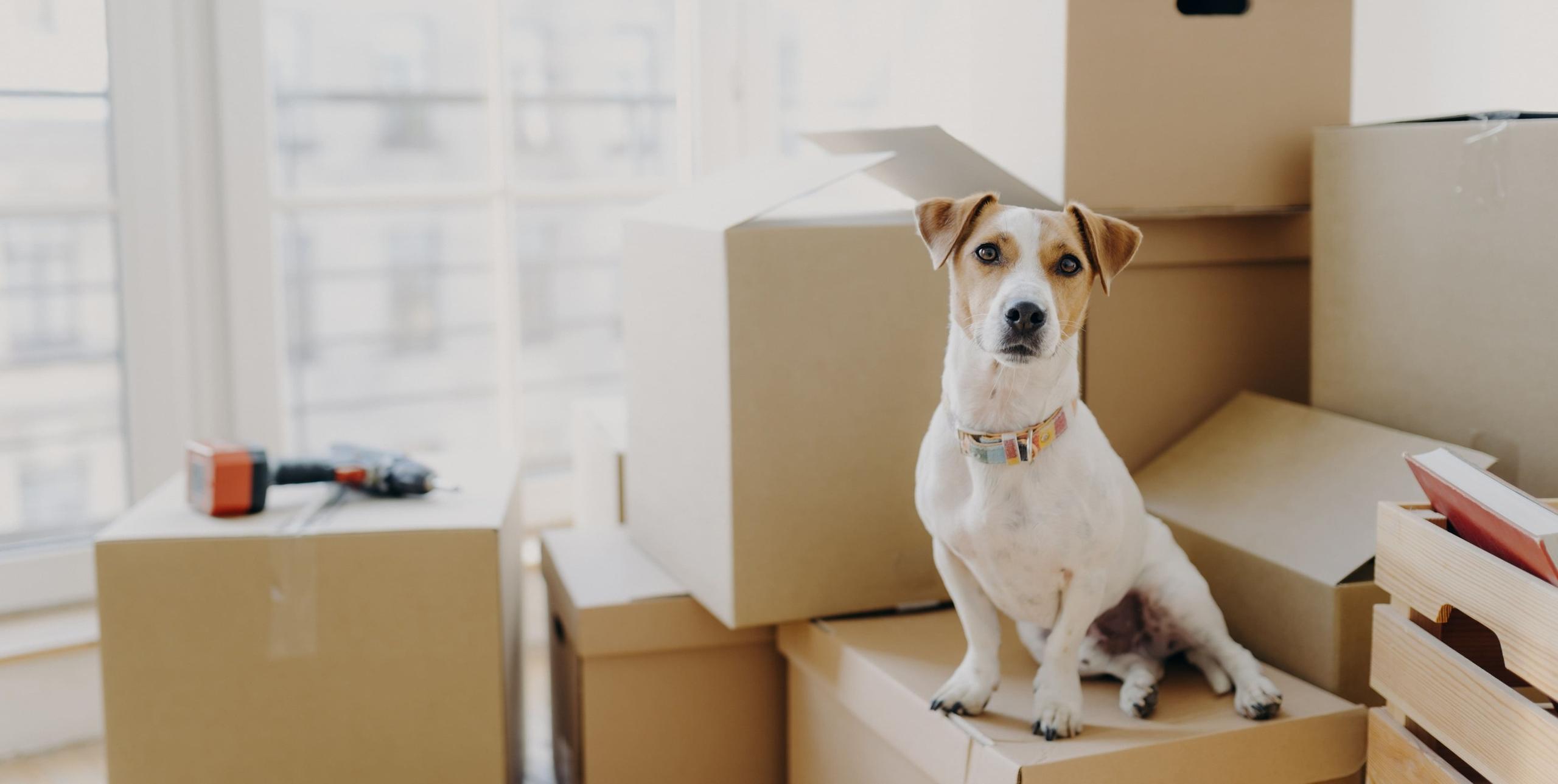 A professional moving crew loading furniture into a long-distance moving truck